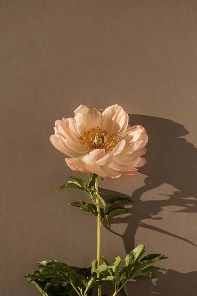 Elegant Peachy Peony Flower Tan Brown Background Minimal Delicate Still — Stock Fotó