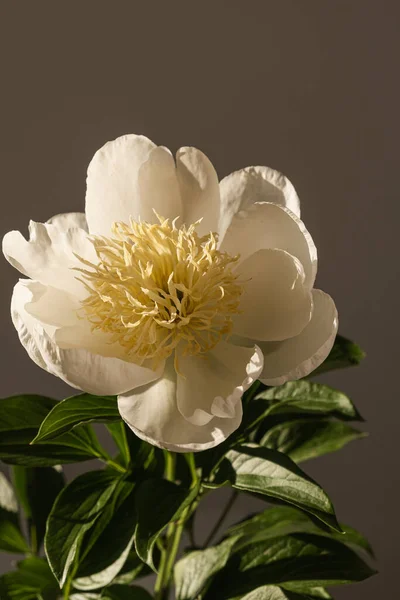 Κομψό Λευκό Παιώνι Λουλούδι Στη Σκιά Του Ήλιου Σκούρο Φόντο — Φωτογραφία Αρχείου