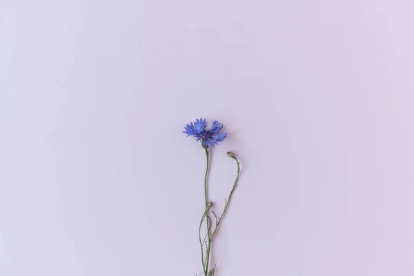 Blue Cornflower White Background Minimalist Flat Lay Top View Flowers — 스톡 사진
