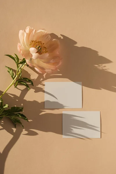 Üres Papír Kártya Másolási Hellyel Bazsarózsa Virág Napfénnyel Árnyékok Őszibarack — Stock Fotó