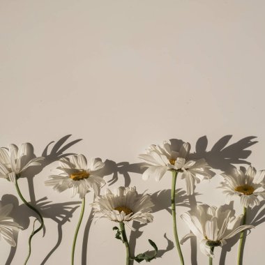 Tarafsız bej zemin üzerinde güneş ışığı gölgeli papatya çiçekleri deseni ve fotokopi alanı.