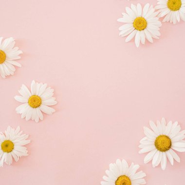 Tarafsız pembe arka planda papatya çiçeği. Kopya alanı olan minimalist çiçek kavramı. Yaratıcı natürmort yaz, bahar geçmişi