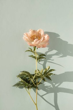 Tarafsız mavi arka planda güneş ışığı gölgeleri olan zarif estetik şakayık çiçeği.