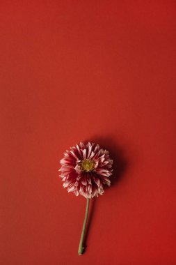 Kırmızı arkaplanda Dahlia çiçeği tomurcuğu