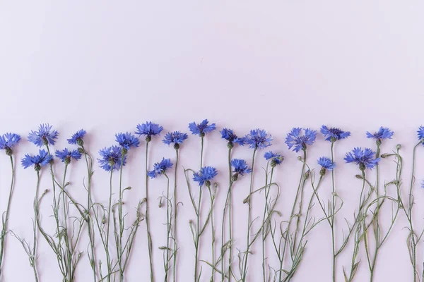 Kornblumen Auf Blauem Hintergrund Mit Kopierraum Zusammensetzung Der Blumen — Stockfoto