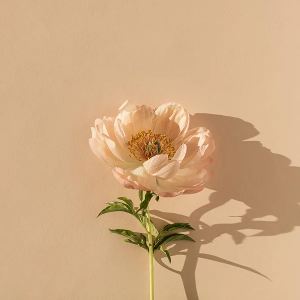 Delicate beige peony flower with sunlight shadows on neutral beige peachy background