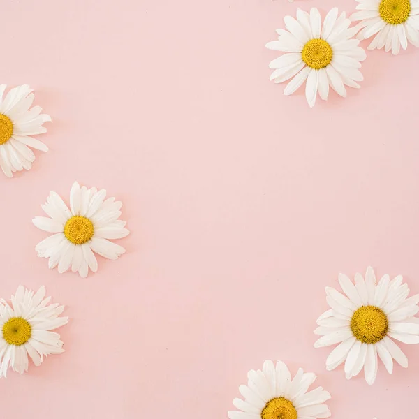Beautiful Romomile Daisy Flower Neutral Pink Background Минималистская Цветочная Концепция — стоковое фото
