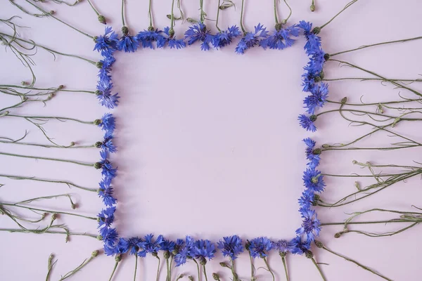 Vierkant Frame Gemaakt Van Blauwe Korenbloemen Pastelroze Ondergrond Kopieer Ruimte — Stockfoto