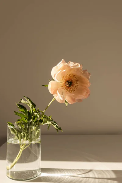 Gyengéd Elegáns Bazsarózsa Virág Napfény Árnyékban Esztétikai Bohém Virágösszetétel — Stock Fotó