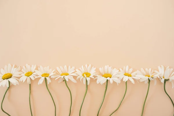 Chamomile daisy flower on pastel neutral peach background. Flat lay, top view aesthetic minimalist floral composition