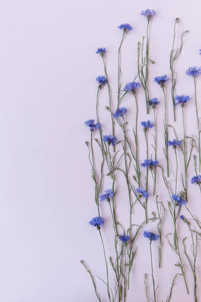 Μπλε Λουλούδια Καλαμποκιού Ροζ Φόντο Σύνθεση Λουλουδιών — Φωτογραφία Αρχείου
