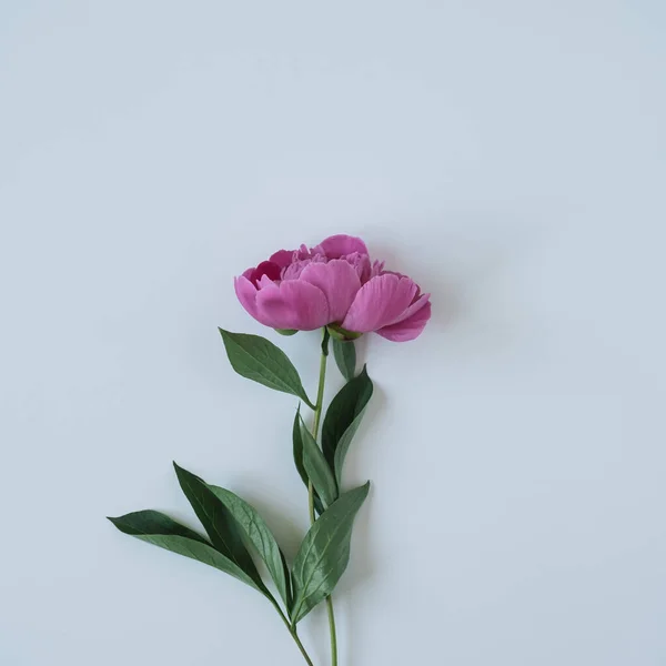 Pink Peony Flower Blue Background — Stock Photo, Image
