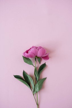 Pembe arka planda pembe şakayık çiçek