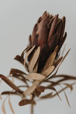 Nazikçe kurutulmuş protea çiçeği. Estetik bohem çiçek kompozisyonu