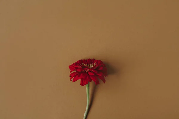 Bela Flor Margarida Vermelha Fundo Marrom Pastel Composição Floral Minimalista — Fotografia de Stock