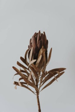 Nazikçe kurutulmuş protea çiçeği. Estetik bohem çiçek kompozisyonu