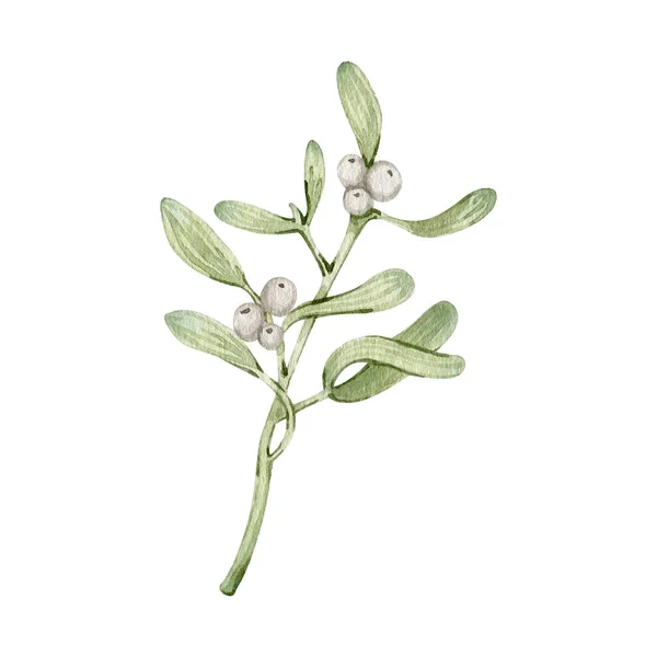 Suluboya Noel geleneksel ökseotu böğürtlenleri ve yaprakları