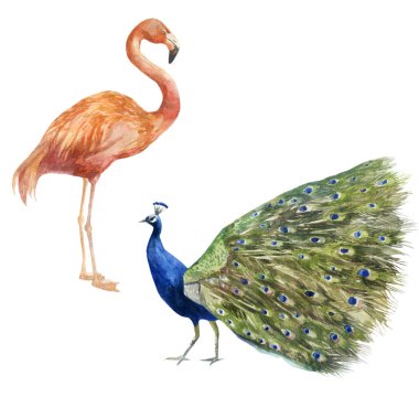 Suluboya çizimi. Tavus kuşu ve flamingo görüntüsü. Tavuskuşu ve flamingo suluboya elle çizilmiş.