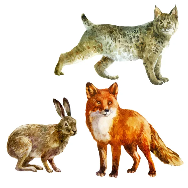水彩画 森林动物手绘水彩画 山猫野兔狐狸 — 图库照片