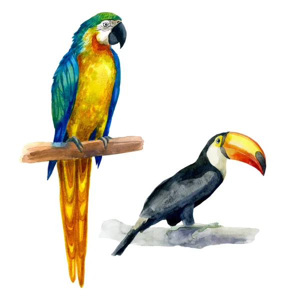 Illustrazione Acquerello Toucan Pappagallo Uccelli Tropicali Disegnati Mano Acquerello — Foto Stock