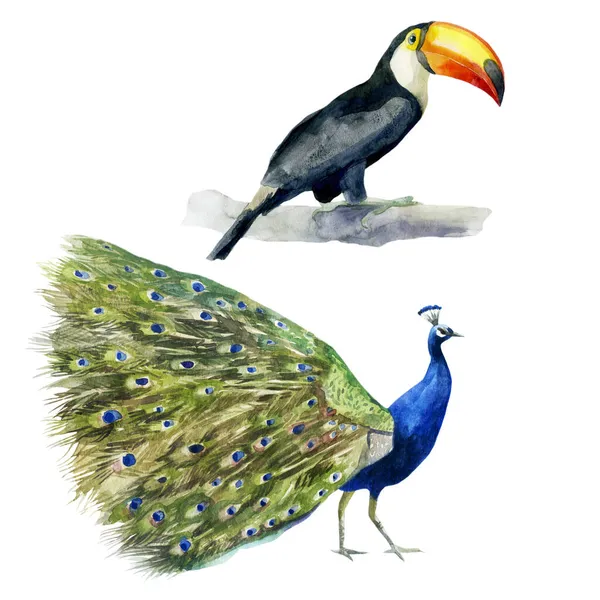 Akvarell Illustration Toucan Och Påfågel Tropiska Fåglar Handritade Akvarell — Stockfoto