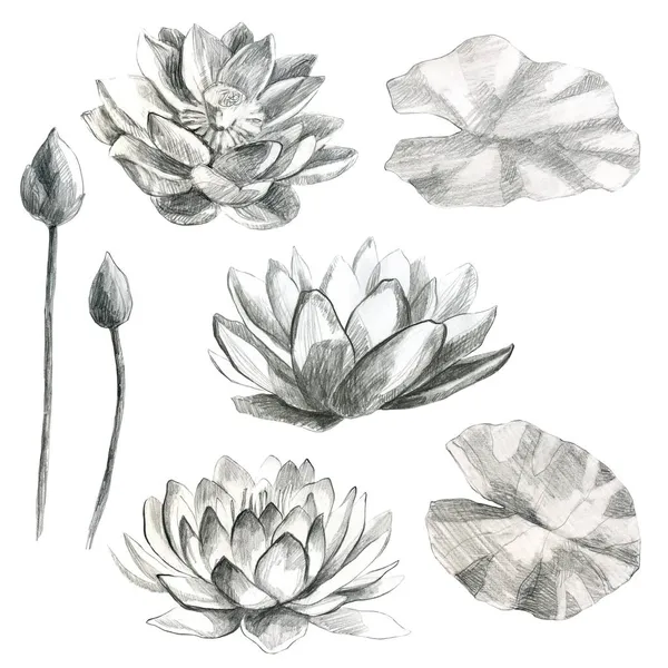 Πολλά Λουλούδια Και Φύλλα Λωτού Μολύβι Γουότερ Λίλυ Σχέδιο Μολυβιού — Φωτογραφία Αρχείου