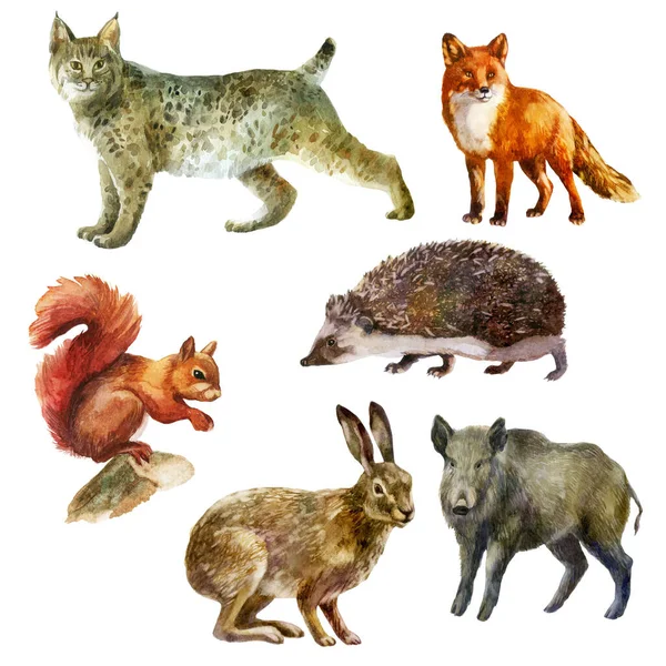 Ensemble Illustration Aquarelle Animaux Forestiers Dessinés Main Aquarelle Lynx Sanglier — Photo