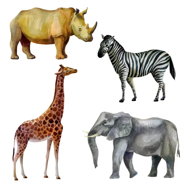 Ilustracja Akwareli Afrykańskie Zwierzęta Tropikalne Ręcznie Malowane Akwarelą Słoń Nosorożec — Zdjęcie stockowe