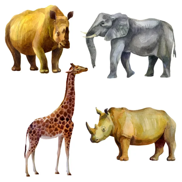 Ensemble Illustration Aquarelle Animaux Tropicaux Africains Dessinés Main Aquarelle Rhinocéros — Photo