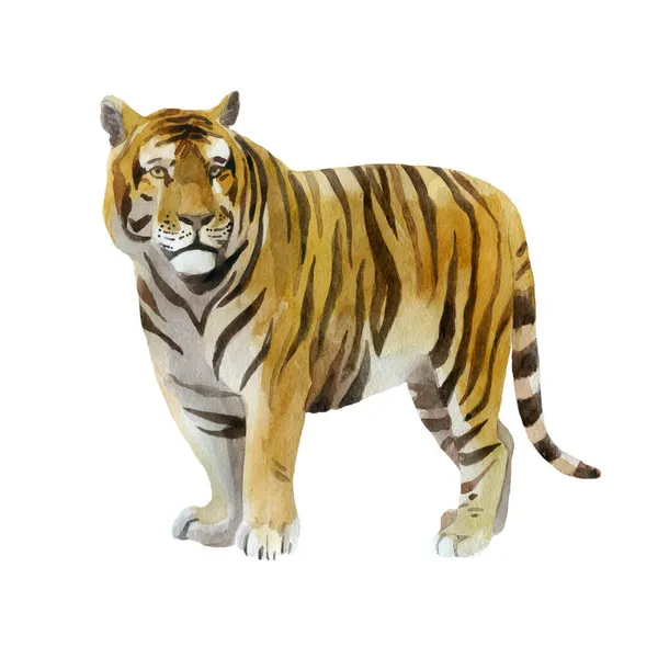 Ilustrace Akvarelů Tygr Divoká Zvířata Malovaná Akvarelem — Stock fotografie