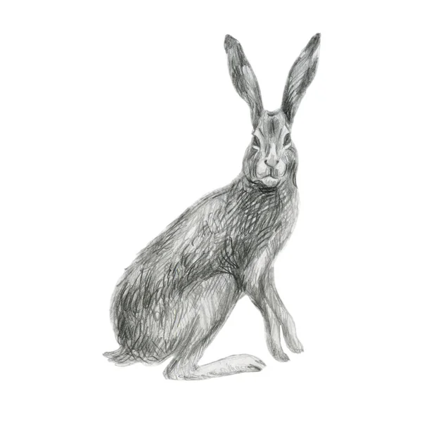 铅笔插图兔子 森林动物 手绘草图 图库图片