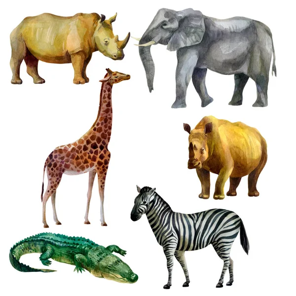 Suluboya çizim seti. Suluboya ile çizilmiş Afrika tropikal hayvanları. Fil, zürafa, gergedan, zebra, timsah..