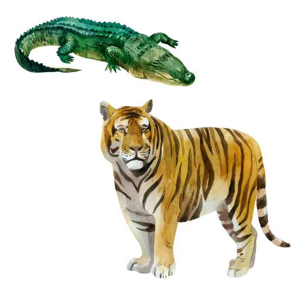 水彩画集 用水彩画的野生动物 鳄鱼和老虎 — 图库照片