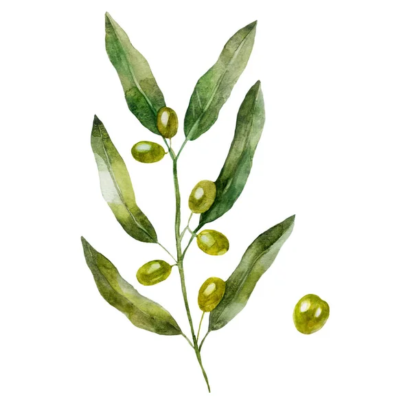 Ilustracja Akwarela Oliwkowa Gałąź Oliwkowy Owoc Roślina Ręcznie Malowana Akwarelą — Zdjęcie stockowe