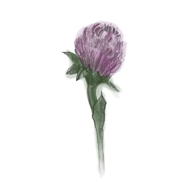 Illustrazione Disegno Matita Trifoglio Rosa Acquerelli Fiore Trifoglio — Foto Stock