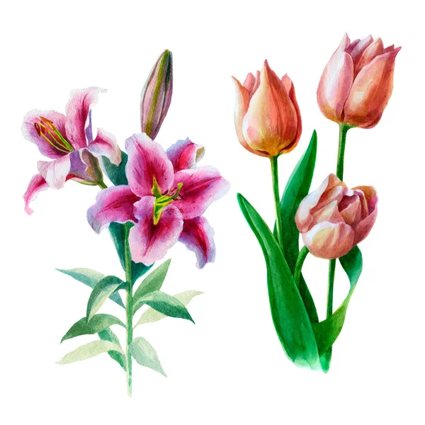 Acuarela Ilustración Flor Lirio Flor Tulipán Plantas Dibujadas Mano Acuarela — Foto de Stock