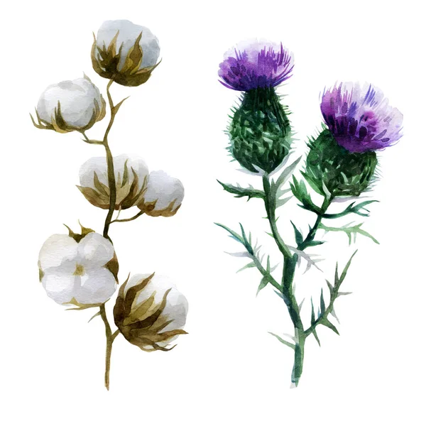 Aquarel Illustratie Katoen Bloem Klis Bloem Planten Met Hand Getekend — Stockfoto