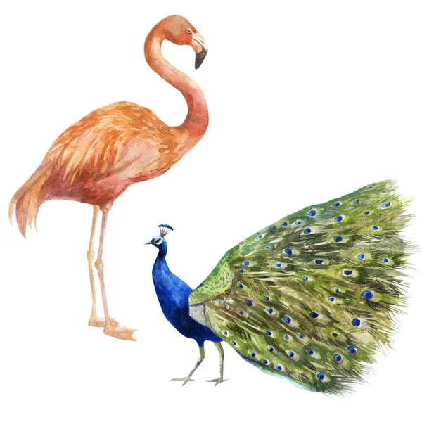Illustrazione Acquerello Fenicottero Pavone Uccelli Tropicali Disegnati Mano Acquerello — Foto Stock