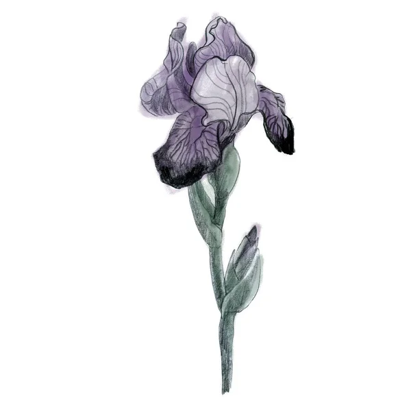 Dibujo Lápiz Ilustración Iris Acuarelas Flor Iris — Foto de Stock