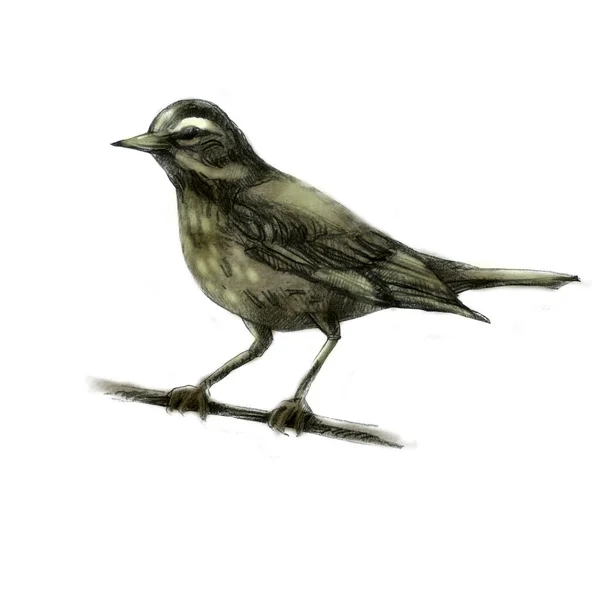 Pencil Illustration Thrush Sitting Forest Bird Drawn Pencil — Stock Photo, Image