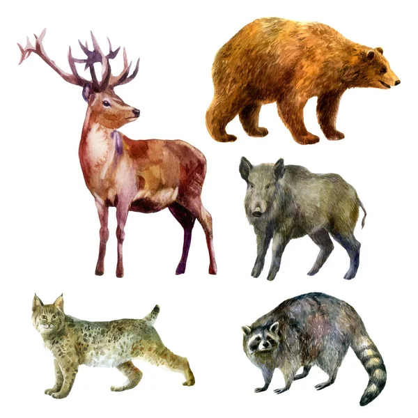 Набор Акварельных Рисунков Лесные Животные Нарисованные Вручную Акварелью Олень Медведь Лицензионные Стоковые Изображения