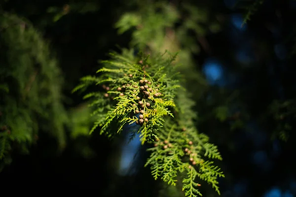 Tokio Japón Septiembre 2021 Primer Plano Flor Femenina Del Ciprés — Foto de Stock