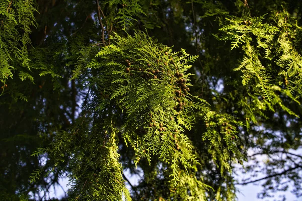 Tokio Japón Septiembre 2021 Primer Plano Flor Femenina Del Ciprés — Foto de Stock