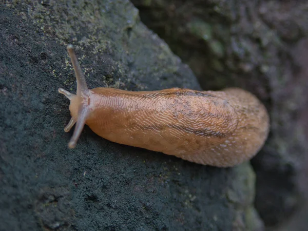 Tokyo Japan September 2021 Closeup Slug Incilaria Bilineata Stone — Stock Photo, Image