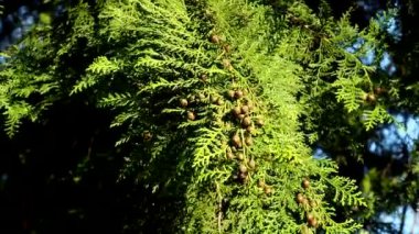 Tokyo, Japonya - 2 Ekim 2021: Hinoki servisi veya Japon selvi çiçeğinin kadın çiçeğinin kapatılması