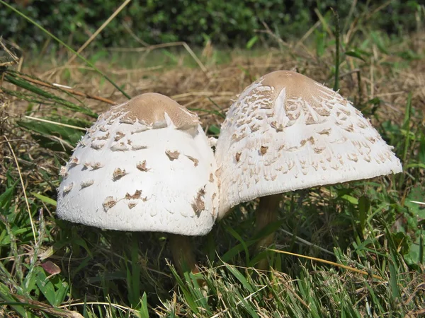 Yamanashi Japan Oktober 2021 Nahaufnahme Von Agaricus Campestris Oder Feldpilz — Stockfoto