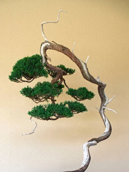 Kyoto Japón Octubre 2021 Primer Plano Pinus Parviflora Bonsai Planta — Foto de Stock