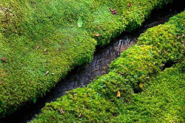 Киото Япония Октября 2021 Года Зеленый Мох Вдоль Узкого Ручья — стоковое фото