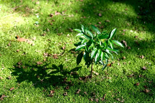 Kyoto Giappone Ottobre 2021 Coralberry Spiceberry Ardisia Crenata Nel Campo — Foto Stock