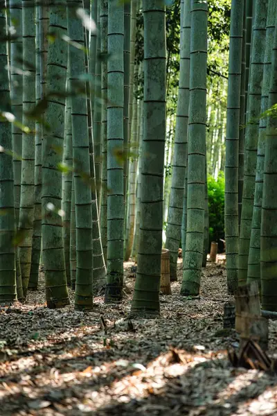 Kyoto Japón Octubre 2021 Árboles Bambú Jardín Japonés —  Fotos de Stock